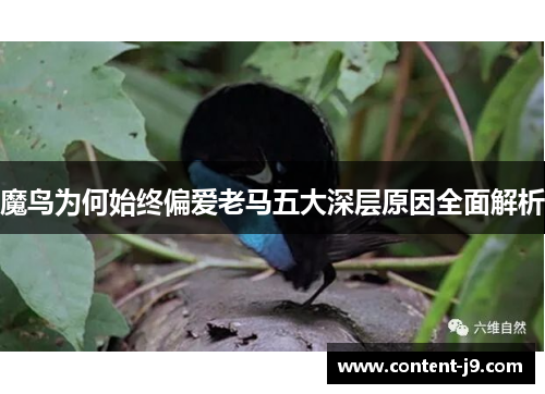 魔鸟为何始终偏爱老马五大深层原因全面解析 魔鸟为何始终偏爱老马五大深层原因全面解析